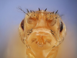 Stubble + Drop Mutant of the Fruit Fly (Drosophila Melanogaster) That Is Used as a Genetic Marker