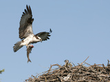 Male Osprey (Pandion Haliaetus) Bringing Fish to Nest, Flathead Lake, Montana, USA