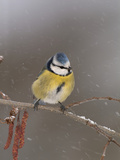 Blue Tit (Parus Caeruleus) on a Snowy Branch During a Snowstorm with its Feathers Fluffed