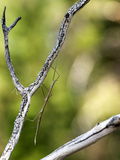 Western Short-Horned Walking Stick (Parabacillus Hesperus), Nevada, USA