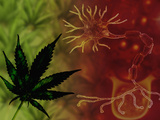 Medicinal Marijuana