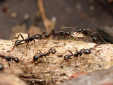 Ants (Neivamyrmex Pilosus) Is Among the More Commonly Encountered of the Neotropical Army Ants