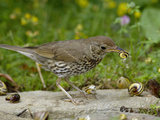 Song Thrush (Turdus Philomelos) at Anvil Smashing Land Snails on Rock, UK