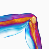Human Knee Hinge Joint Showing Bones and Muscles
