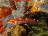 Blenny (Tripterygion Delaisi) Mediterranean Sea, San Pietro Island, Sardinia
