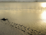 An Olive Ridley Sea Turtle Hatchling (Lepidochelys Olivacea) on its Way to the Sea
