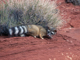 The Ringtail Cat (Bassariscus Astutus) Is a Member of the Raccoon Family, USA