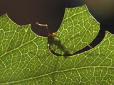 Leafcutter Ant Cutting a Leaf (Atta Cephalotes)