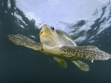 Olive Ridley Sea Turtle (Lepidochelys Olivacea) Swimming, Costa Rica