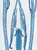 Longitudinal Section of the Anther in the Flower Bud of an Oleander (Nerium), LM X4