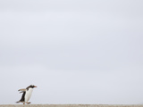 Commuting Between the Ocean and the Rookery the Gentoo Penguins (Pygoscelis Papua)