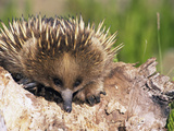 Short-Beaked Echidna Head (Tachyglossus Aculeatus), New South Wales, Australia