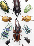 Beetle Collection