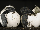 Olive Ridley Sea Turtles Hatching (Lepidochelys Olivacea), Costa Rica