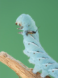 A Hornworm (Manduca) Rears Up When Attacked by a Parasitic Cotesia Wasp