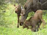 Cow Moose with Two Calves in the Spring