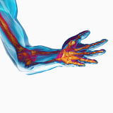 Human Elbow Showing Bones and Muscles