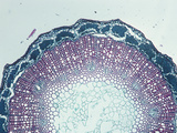 Cross-Section of a Flax Stem (Linum), LM X20
