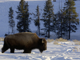 Bison (Bison Bison) Walking in Deep Snow, Yellowstone National Park, USA