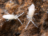Springtails, California, USA