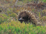Short-Beaked Echidna (Tachyglossus Aculeatus), Tasmania, Australia