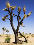 Burnt Joshua Tree (Yucca Brevifolia) Joshua Tree Np Desert Wildfires are Common Occurrences