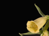 Foxglove Flower (Digitalis Grandiflora)