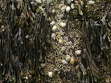 Spiral Wrack (Fucus Spiralis), Periwinkle (Littorina Littorina) and Barnacles, Acadia National Park