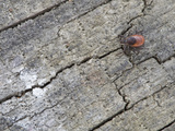 Adult Female of the Blacklegged Tick (Ixodes Scapularis)