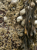 Spiral Wrack (Fucus Spiralis), Periwinkle (Littorina Littorina) and Barnacles, Acadia National Park