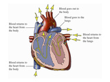 Illustration of an Anterior (Front) Cut-Away View of the Heart
