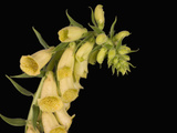 Foxglove Flowers (Digitalis Grandiflora)