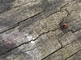 Adult Female of the Blacklegged Tick (Ixodes Scapularis)