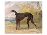 One of George Lane Fox's Winning Greyhounds: the Black and White Greyhound Bitch, Juno