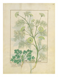 Ms Fr. Fv Vi #1 Fol.154R Parsley and Fennel, Illustration from the 'Book of Simple Medicines'