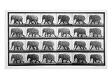 Elephant Walking, Plate 733 from 'Animal Locomotion', 1887 (B/W Photo)