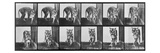 Tiger Pacing, from 