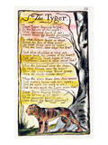 The Tyger', Plate 36 (Bentley 42) from 'Songs of Innocence and of Experience' (Bentley Copy L)