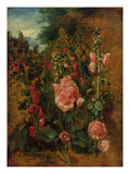 Study of Hollyhocks, C.1826 (Oil on Board)