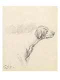 Study of a Hound, 1794 (Pencil on Paper)