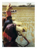 An Italian Rice Field, 1901 (Oil on Canvas)