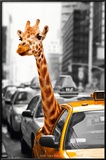 New York-Safari