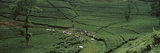 Tea Plantation, Java, Indonesia
