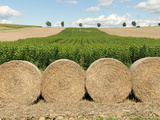 Buy Hay Bales in a Field, Horb Am Neckar, Baden-Wurttemberg, Germany at AllPosters.com