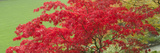 Low Angle View of a Japanese Maple Tree, Butchart Gardens, Victoria, Vancouver Island, British C...
