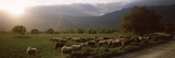 Flock of Sheep Grazing in a Field, Feneos, Corinthia, Peloponnese, Greece