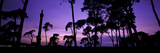 Silhouette of Elveden War Memorial and Scots Pines at Sunset, A11, Elveden, Suffolk, England