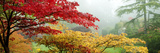 Trees in a Garden, Butchart Gardens, Victoria, Vancouver Island, British Columbia, Canada