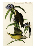 Connecticut Warbler