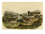 Lapland Lark Bunting